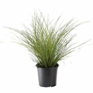 Grass Miscanthus Morning Light Shrub (2.25 Gallon)