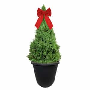 Dwarf Alberta Spruce Shrub, Holiday Decorative Black Container (3 Gallon)