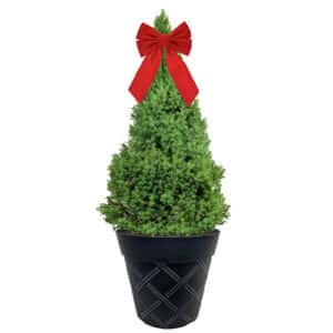 Dwarf Alberta Spruce Shrub, Holiday Decorative Black Container (3 Gallon)