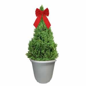 Dwarf Alberta Spruce Shrub, Holiday Decorative White Container (3 Gallon)