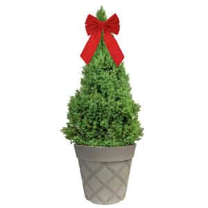 Dwarf Alberta Spruce Shrub, Holiday Decorative White Container (3 Gallon)