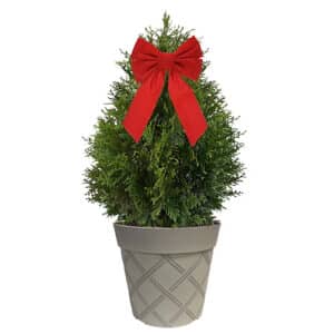 Green Giant Arborvitae Shrub, Holiday Decorative White Container with Bow (3 gallon)