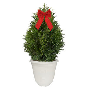 Green Giant Arborvitae Shrub, Holiday Decorative White Container with Bow (3 gallon)