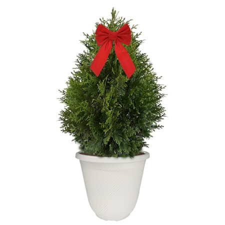 Green Giant Arborvitae Shrub, Holiday Decorative White Container with Bow (3 gallon)