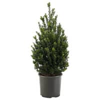 Steeds Upright Japanese Holly (Ilex) Shrub – Plants Direct To You