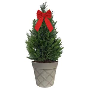 Leyland Cypress Shrub, Holiday Decorative White Container with Bow (3 Gallon)