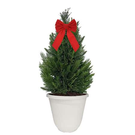 Leyland Cypress Shrub, Holiday Decorative White Container with Bow (3 Gallon)