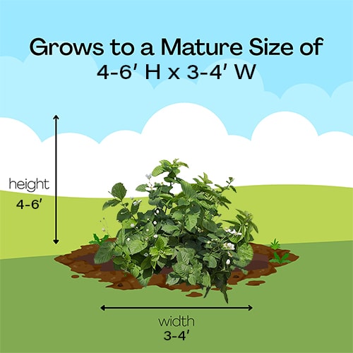 Blackberry, Ponca Shrub (2.25 Gallon) - Image 5