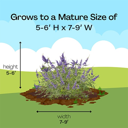 FIRST EDITIONS Vitex Queen Bee Shrub (2 Gallon) - Image 8