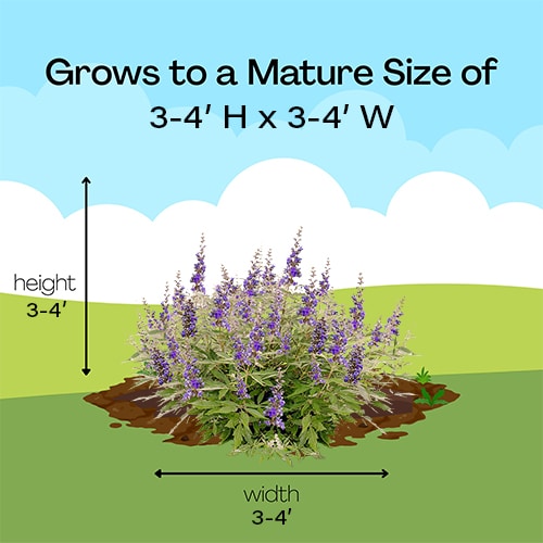 FIRST EDITIONS Vitex Violet Mist Shrub (2 Gallon) - Image 10