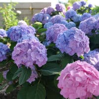 パワーストーン★彡 Proven Winners Hydrangea Let's Dance Sky View Shrub (2 Gallon