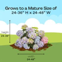 Proven Winners Hydrangea Let's Dance Sky View Shrub (2 Gallon