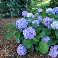 Proven Winners Hydrangea Let's Dance Sky View Shrub (2 Gallon