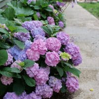 Proven Winners Hydrangea Let's Dance Sky View Shrub (2 Gallon