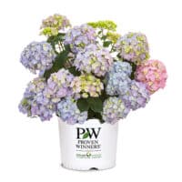Proven Winners Hydrangea Let's Dance Sky View Shrub (2 Gallon