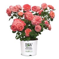 Proven Winners Rose Reminiscent Coral Shrub (2 Gallon) – Plants