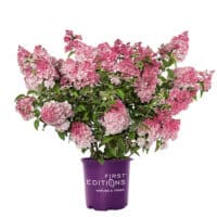 FIRST EDITIONS Hydrangea Spring Sizzle Shrub (2 Gallon) – Plants