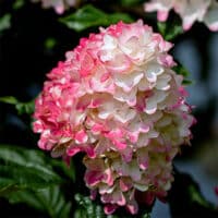 DMC 紫陽花 Onatsu SP STEEL hydrangea DMC Japan by Knt | Column