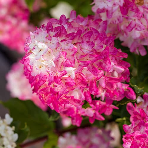 FIRST EDITIONS Hydrangea Spring Sizzle Shrub 2 Gallon Plants Direct 