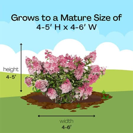 FIRST EDITIONS Hydrangea Spring Sizzle Shrub (2 Gallon) – Plants