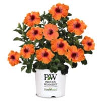 Proven Winners Hibiscus Disco Diva Shrub (2 Gallon) – Plants