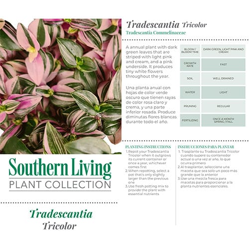 Southern Living Plant Collection Tradescantia Tricolor Annual (2.6 Quart) - Image 3