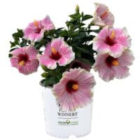 Proven Winners Hibiscus America's Sweetheart Shrub (2 Gallon