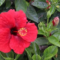ACEANDRARE Hibiscus Red ジップアップニットポロ Proven Winners Hibiscus Hot Shot Shrub (2 Gallon) – Plants Direct