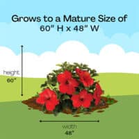 Proven Winners Hibiscus Hot Shot Shrub (2 Gallon) – Plants Direct