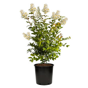 Natchez Crape Myrtle
