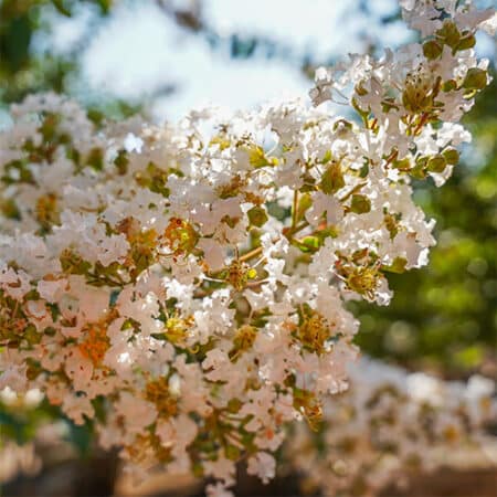 Natchez Crape Myrtle - Image 2