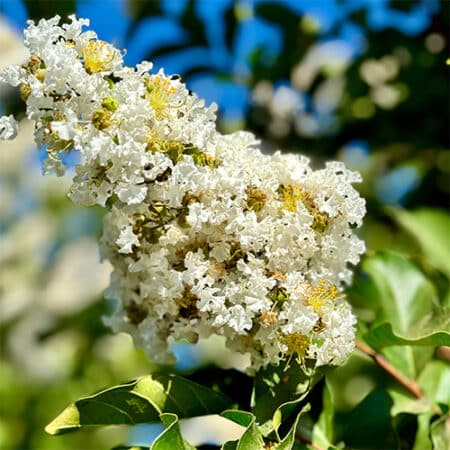 Natchez Crape Myrtle - Image 3