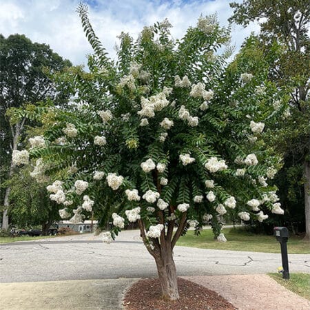 Natchez Crape Myrtle - Image 5