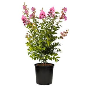 Sioux Crape Myrtle