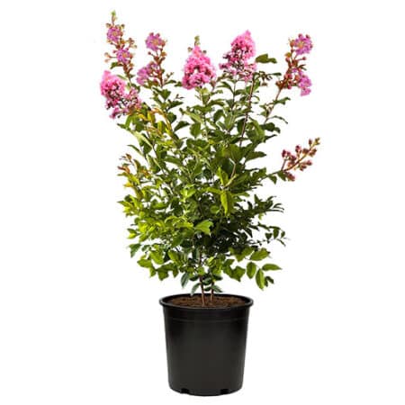 Sioux Crape Myrtle