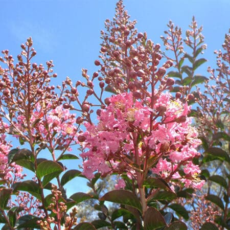 Sioux Crape Myrtle - Image 2