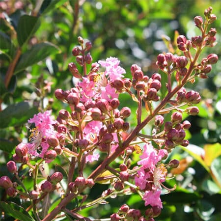 Sioux Crape Myrtle - Image 3