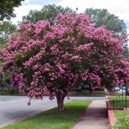 Sioux Crape Myrtle - Image 4