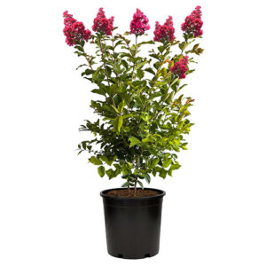 Tuscarora Crape Myrtle