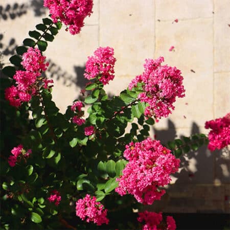 Tuscarora Crape Myrtle - Image 4