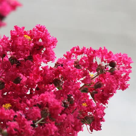 Tuscarora Crape Myrtle - Image 3