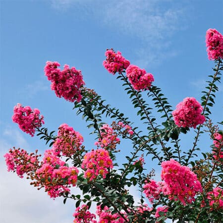 Tuscarora Crape Myrtle - Image 5