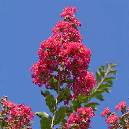 Tuscarora Crape Myrtle - Image 2