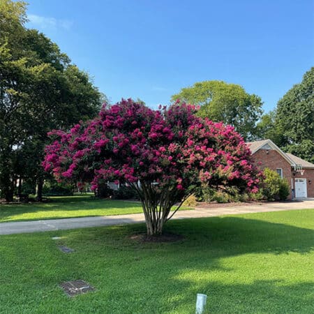 Tuscarora Crape Myrtle - Image 6