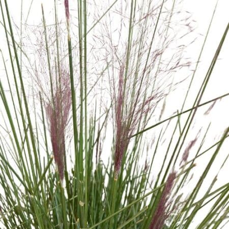 Grass Muhly Pink Shrub (2.25 Gallon) - Image 2