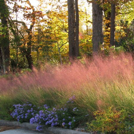 Grass Muhly Pink Shrub (2.25 Gallon) - Image 3
