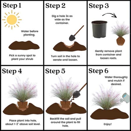 Grass Muhly Pink Shrub (2.25 Gallon) - Image 5