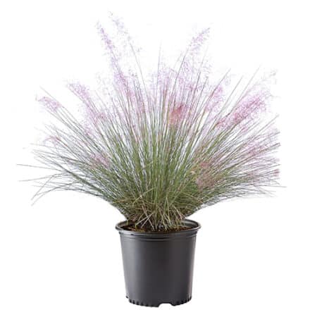 Grass Muhly Pink Shrub (2.25 Gallon)