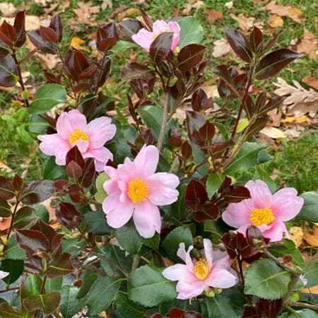 Proven Winners Camellia Just Chill Red Tip (1 Gallon) - Image 2