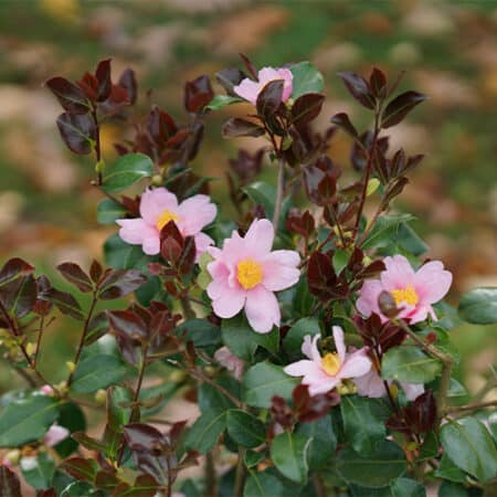 Proven Winners Camellia Just Chill Red Tip (1 Gallon) - Image 3